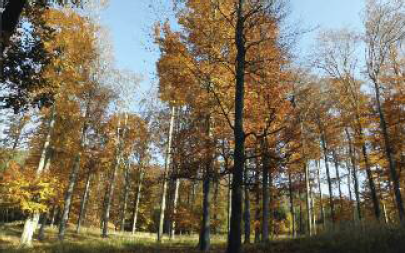 Podzimní bučina na Hřebenech
foto: V. Valenta